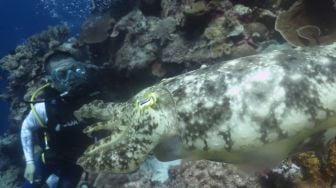 Wisatawan menikmati keindahan bawah laut di Pulau Tomia, Wakatobi, Sulawesi Tenggara, Rabu (7/12/2022). [ANTARA FOTO/Jojon/aww]