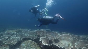 Wisatawan didampingi pegiat Wakatobi Dive Trip menikmati keindahan bawah laut di Pulau Tomia, Wakatobi, Sulawesi Tenggara, Rabu (7/12/2022). [ANTARA FOTO/Jojon/aww]
