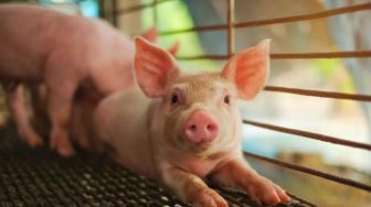 Gara-gara Krisis Energi, Populasi Babi di Jerman Menurun