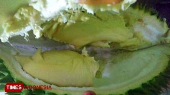 Musim Panen Durian di Pacitan, Pedagang Bisa Untung Jutaan Rupiah