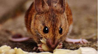 6 Gejala Leptospirosis, Waspadai Penyebaran Penyakit yang Ditularkan Tikus Ini