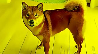 Ini Penyebab Harga DOGE Ambrol 9 Persen