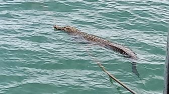 Heboh Buaya Muncul di Pantai Duta Wisata, Ditembaki Warga Sekitar