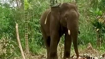 Gajah Liar Hampir Tiga Bulan Bertahan di Perkebunan Warga Aceh Tengah