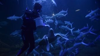 Penyelam memberikan pakan di dalam Aquarium Indonesia Pangandaran, Kabupaten Pangandaran, Jawa Barat, Sabtu (18/12/2022). [ANTARA FOTO/Adeng Bustomi/hp]