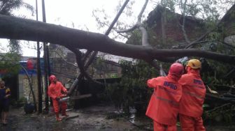 Diterjang Hujan dan Angin Kencang, Pohon Bertumbangan di Bogor dan Depok