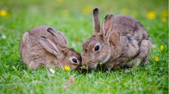 Mengenal 3 Fakta Pulau Okunoshima, Pulau Kelinci yang Misterius di Jepang