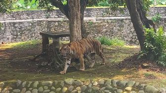 Bukan Kurang Makan, Juve Harimau Benggala di Ragunan Kurus karena Displasia Pinggul