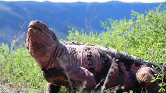Pernah Disangka Punah, Bayi Iguana Pink Kembali Muncul di Galapagos