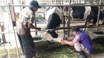 Sempat Landai, Wabah PMK di Ponorogo Merebak Lagi 239 Sapi Terjangkit