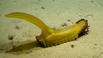 5 Makhluk Laut Dalam Teraneh Ditemukan pada 2022