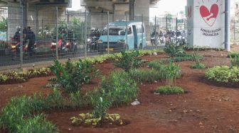 Tanaman di Kolong Tol Becakayu, Kalimalang, Jakarta Timur, Selasa (3/1/2023). [Suara.com/Alfian Winanto]