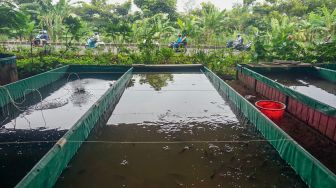 Penampakan kolam ikan yang ada di sebuah taman yang ada di Kolong Tol Becakayu, Kalimalang, Jakarta Timur, Selasa (3/1/2023). [Suara.com/Alfian Winanto]