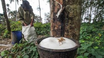 Harga Getah Turun Drastis, Petani Karet di Bungo Menangis Histeris