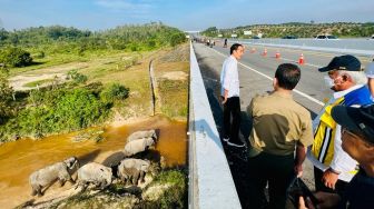 Presiden Joko Widodo atau Jokowi melihat gajah-gajah berjalan di bawah ruas tol Pekanbaru-Dumai atau tepatnya di KM 12. [Foto: Laily Rachev - Biro Pers Sekretariat Presiden]