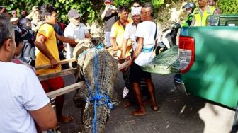 Buaya yang Ditemukan di Pantai Legian Mati Setelah Sejam Dirawat di PPS Tabanan