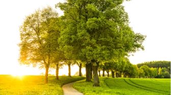 Memperingati Hari Gerakan Satu Juta Pohon, Intip Sejumlah Manfaatnya