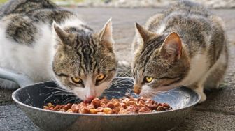 Dear Pencinta Kucing, Yuk Simak 5 Tips Street Feeding