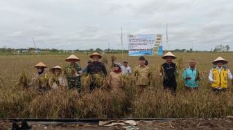 Panen Padi Kawasan Food Estate di Desa Bentuk Jaya