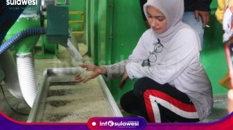 Surplus Beras di Kabupaten Luwu Utara Mencapai 93.474 Ton