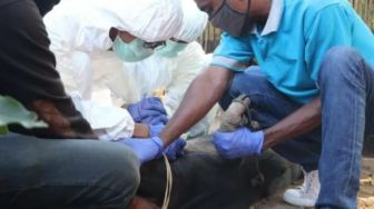 14 Ribu Babi Dilaporkan Meninggal di Kabupaten Luwu Timur, Positif Flu Babi