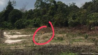 Hebohkan Siak, Foto Kemunculan Harimau di Kebun Warga Ternyata Hasil Editan