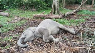 Dikira Masih Tidur, Anak Gajah Ditemukan Mati di Pusat Konservasi Kampar