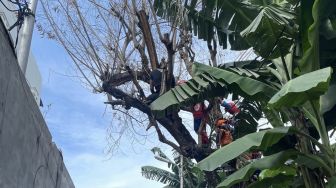 Keren! Pemadam Kebakaran Sukses Evakuasi Pemuda yang Coba Bunuh Diri di Tambora