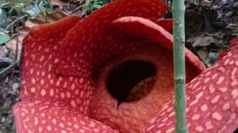 Bunga Rafflesia Ditemukan Mekar Sempurna di Solok, Sayangnya Sudah Mulai Layu