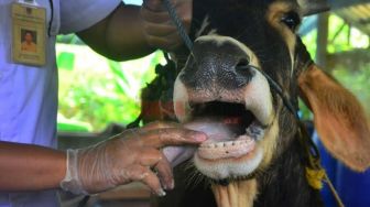 Populasi Sapi Lokal di Kalbar Bakal Diprioritaskan Untuk Kebutuhan Daerah