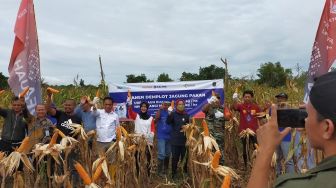 Gelar Demplot, Pupuk Kaltim Tingkatkan Produktivitas Jagung Pipil Nunukan