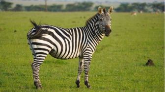 Peringatan Hari Zebra Internasional, Berikut 3 Fakta Menarik tentang Zebra
