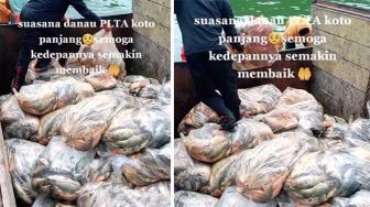 Kabar Ribuan Ikan Mati di PLTA Koto Panjang Kampar, Fenomena Apa?