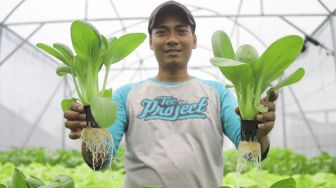 Pekerja menunjukkan tanaman hidroponik yang sudah siap dipanen di atap Masjid Asy-Syifa, Rumah Sakit Cipto Mangunkusumo, Jakarta Pusat, Jumat (3/2/2023). ,[Suara.com/Alfian Winanto]