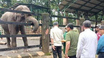 Heru Budi Beri Nama Anak Jerapah dan Gajah di Ragunan Unggul dan Tazoo, Ini Maknanya