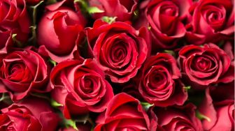 5 Jenis Bunga untuk Hari Velentine Lengkap dengan Maknanya, Tidak Hanya Mawar