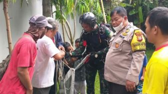 Terbawa Angin Kencang, Penerjun Payung TNI Malah Nyangkut di Pohon Palem di Ciganjur