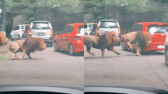 Viral Dua Ekor Singa Seruduk Mobil Pengunjung Sampai Penyok di Taman Safari Prigen, Pemilik Auto Jadi Orang Sabar