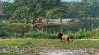 Taman Safari Solo Destinasi Libur Lebaran 2023: Jam Buka, Tiket Masuk, Fasilitas dan Wahana