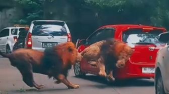 Viral Mobil Pengunjung Taman Safari Kena Headbutt Singa, Apakah Asuransi Kendaraan Akan Berikan Ganti Rugi?