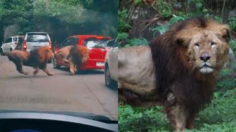Viral Video Pengunjung Taman Safari Bogor Nekat Buka Kaca Mobil di Kandang Singa: Ingin Lebih Dekat dengan Tuhan