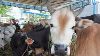 Akses Keluar Masuk Hewan Kurban Dibuka Kembali Jelang Idul Adha 1444 H