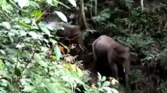 Diserang Gajah Liar, Warga Pelalawan Dilarikan ke Rumah Sakit