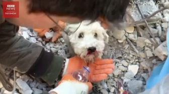 Kisah Penyelamatan Hewan dari Reruntuhan Gempa Turki