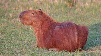 Sedang Populer di Kalangan Netizen, Berikut 3 Fakta Menarik Hewan Capybara