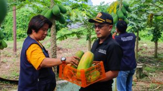 Sejumlah anggota Kelompok Tani (Poktan) Taruna Jaya melakukan budi daya pepaya california di lahan tidur RT 08 RW 06, Kelurahan Karet Tengsin, Jakarta Pusat, Selasa (21/2/2023). [Suara.com/Alfian Winanto]