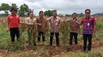 Umbi Jepang Bakal Dikembangkan di Kabupaten Tangerang