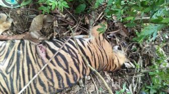 Seekor Harimau Sumatra Ditemukan Mati di Aceh Timur, Penyebabnya Belum Diketahui
