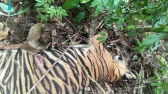 Satu Ekor Harimau Sumatera Ditemukan Mati di Aceh Timur
