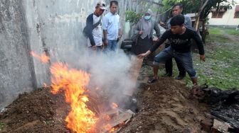 Sebelum Dikubur Bangkai Harimau Sumatera Dibakar